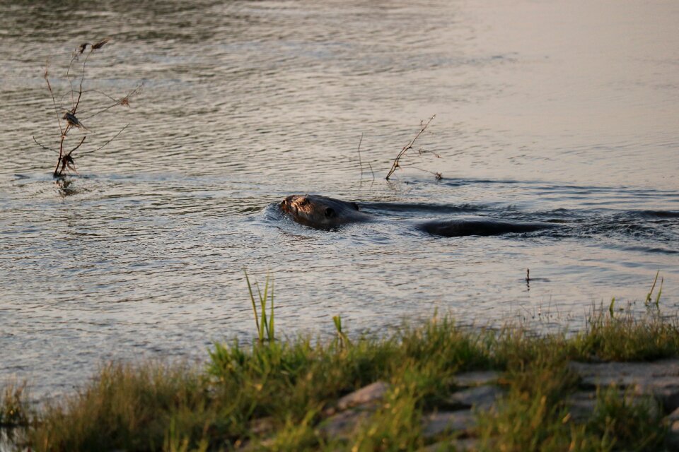 Morning mammal swim