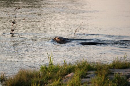 Morning mammal swim