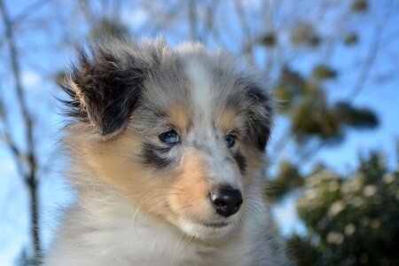 Young blue-merle domestic animal