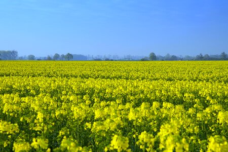 Spring agriculture oil