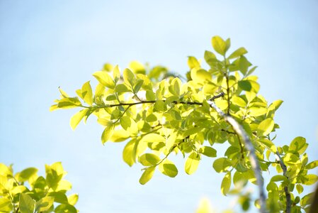 Spring environment leaf photo