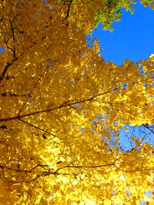 Autumn colors branches nature photo