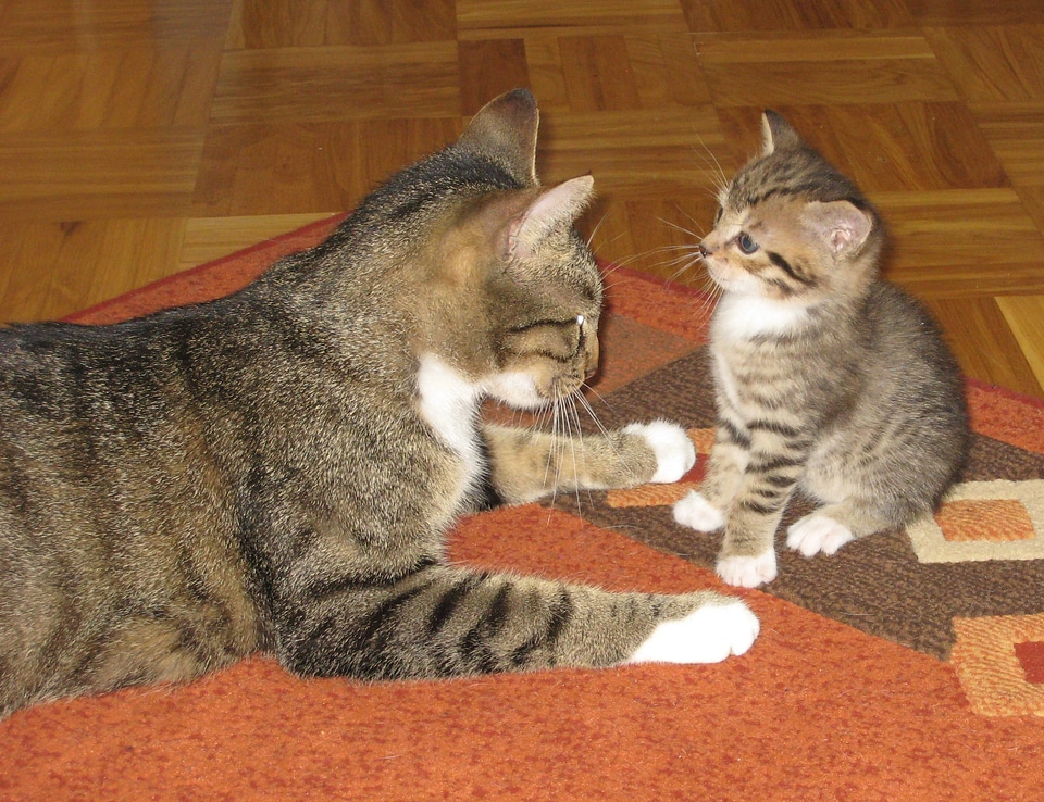 Mother cat mother small cat