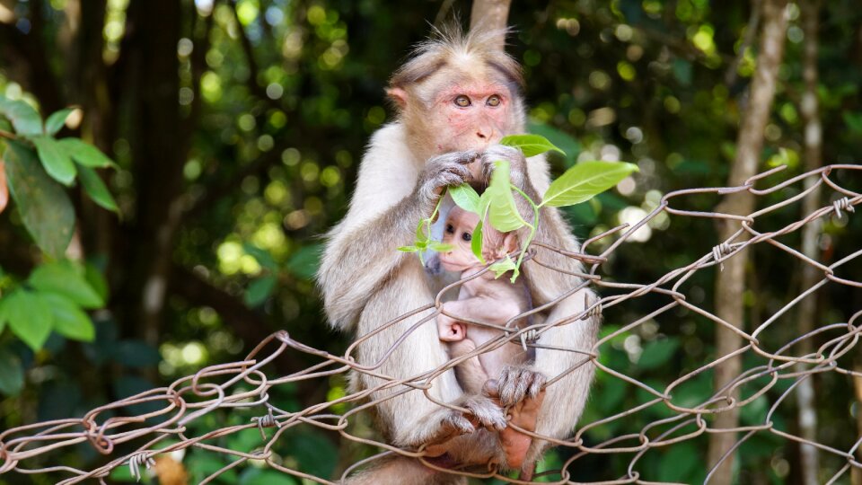 Mother life little