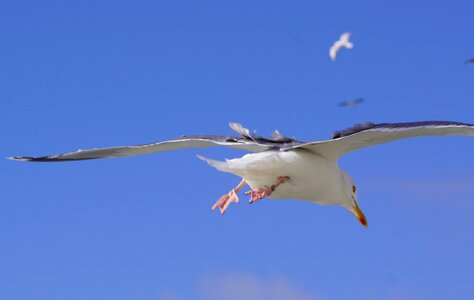 Fly wings animal