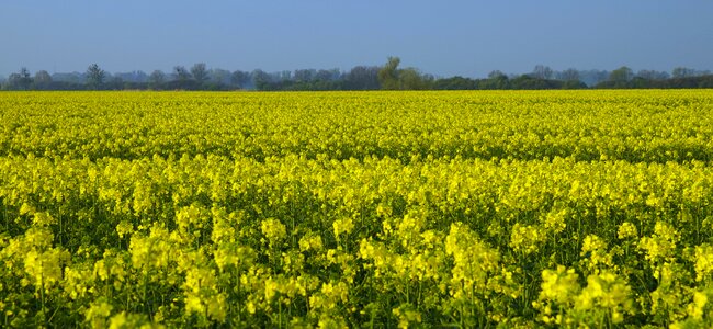 Spring agriculture oil