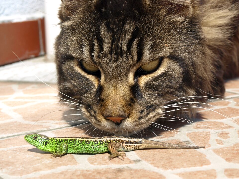 Cat the lizard observation