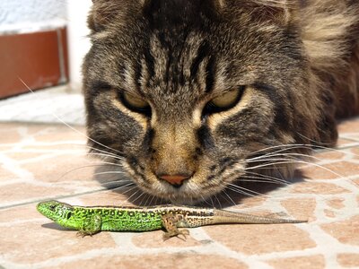 Cat the lizard observation