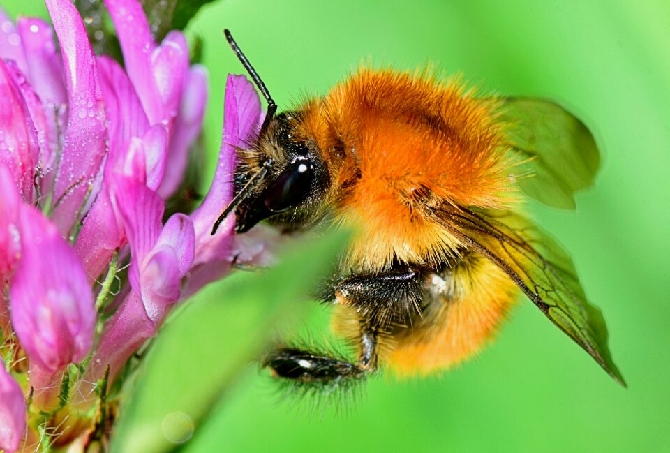 Insect macro vegetation