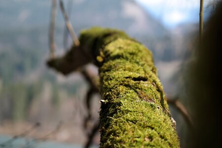 Branch moss green