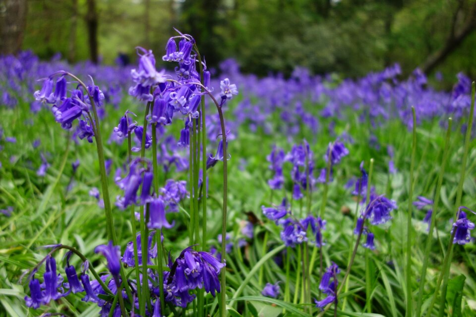 Bluebells winkworth arboretum