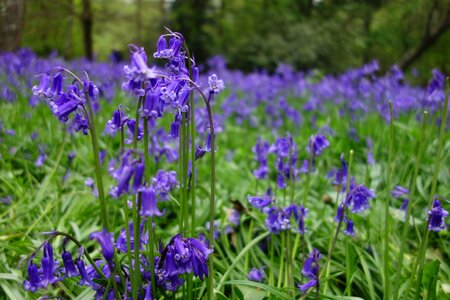 Bluebells winkworth arboretum