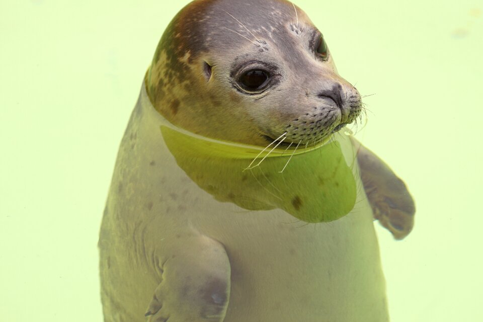 Robbe holland animal