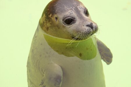 Robbe holland animal
