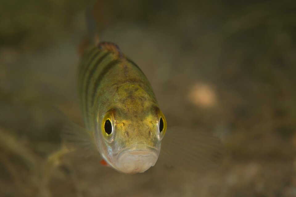 Fish freshwater fish underwater