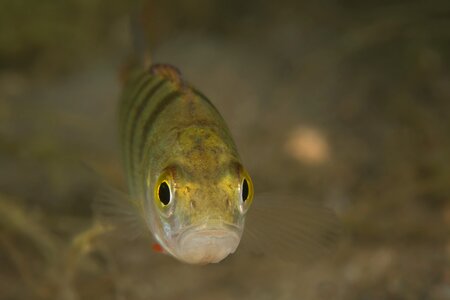 Fish freshwater fish underwater photo