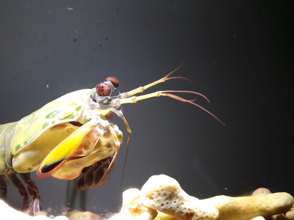 Close up aquarium water creature photo