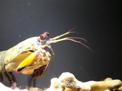 Close up aquarium water creature photo