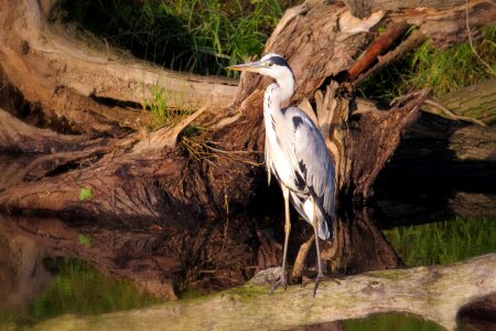 Bird heron grey heron