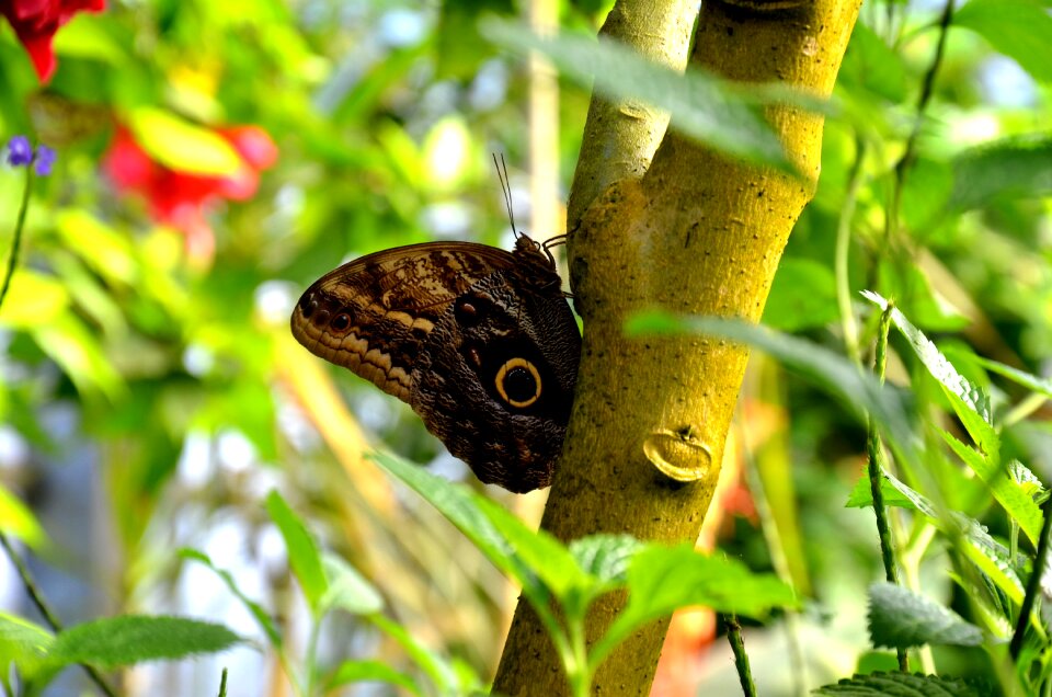 Wing nature