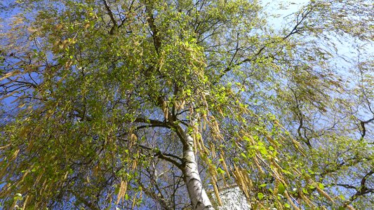 Spring tree skyward