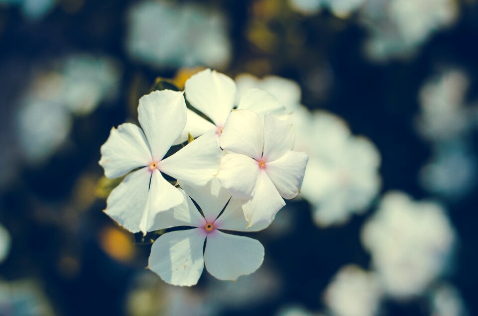 Nature flower white flower