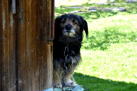 Animal wooden cottage doggy photo