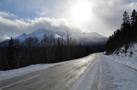 Pine trees road snow