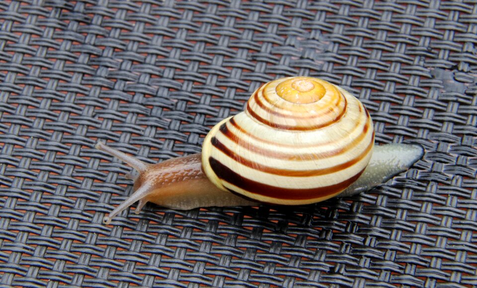 Nature mollusk spiral