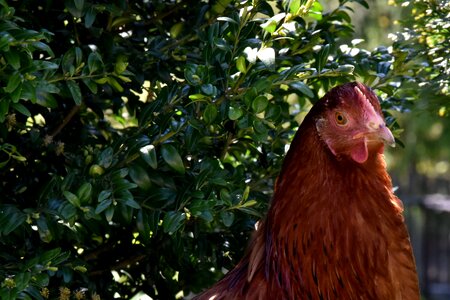 Bird pen animal photo