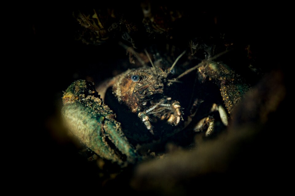 Macro photography shellfish close up