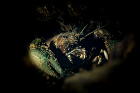 Macro photography shellfish close up