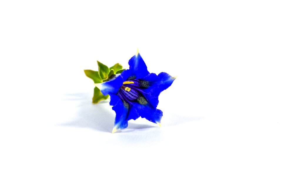 Blossom bloom alpine flower