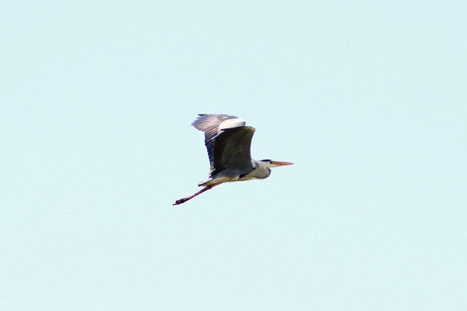 Heron gray heron wild animal