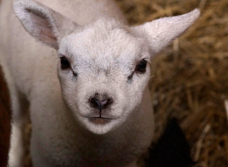 Lamb on texel animal