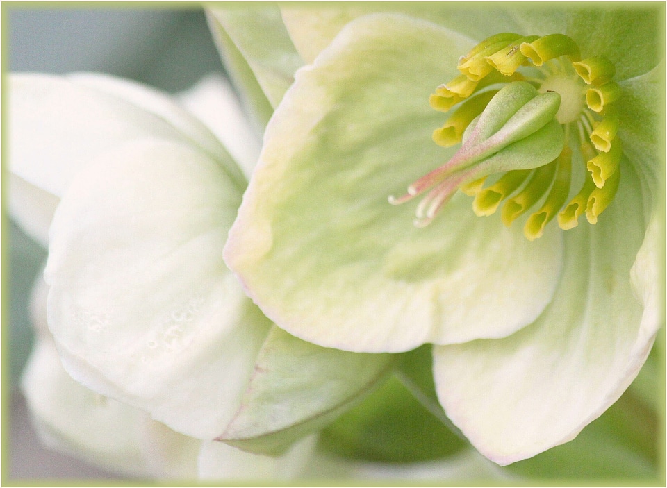 Macro garden flowers photo