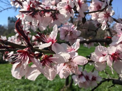 Nature green spring flowers photo