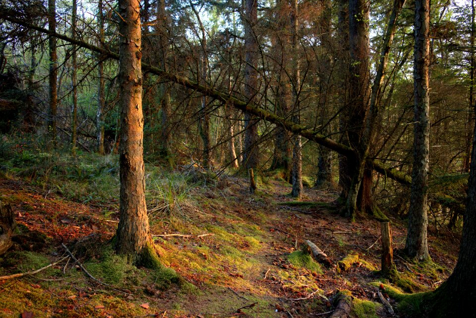 Forestry trees photo