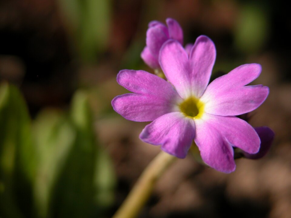 Garden macro nature photo