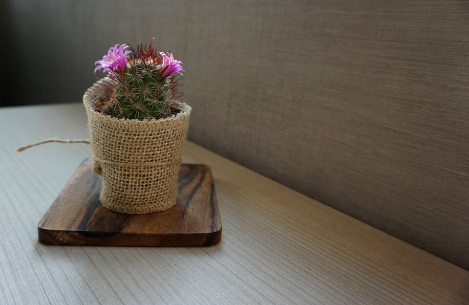 Home succulent nature