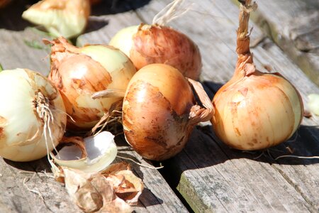 Vegetable organic agriculture