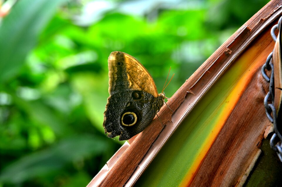 Insect wing