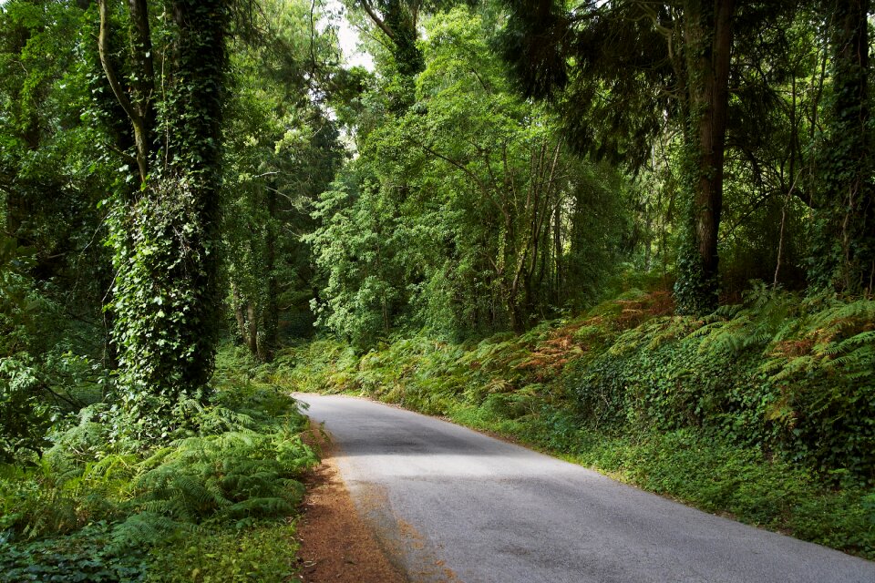 Sintra tree landscape