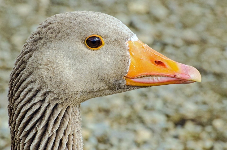 Close-up eye water