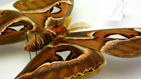 Saturnidae tropical butterfly preparation photo
