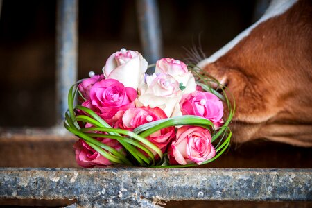 Cow pink flowers photo