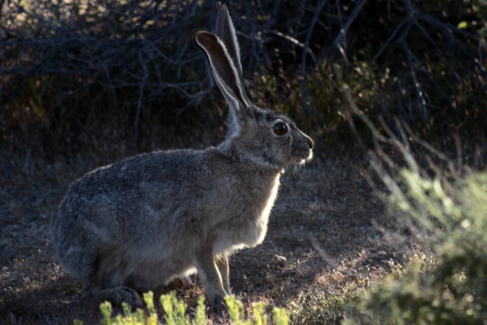 Joshua tree park bunny gray rabbit