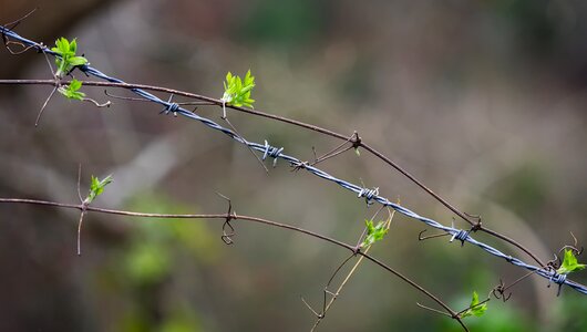 Entwined entangled mimic photo