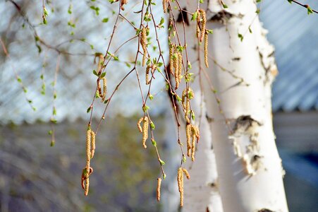 Trees nature spring