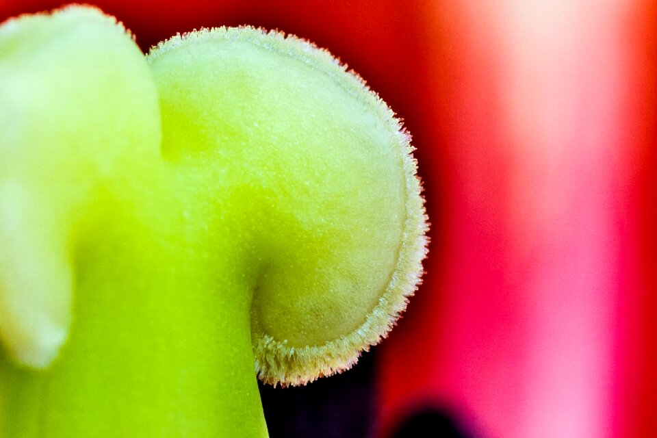 Macro piestik detail